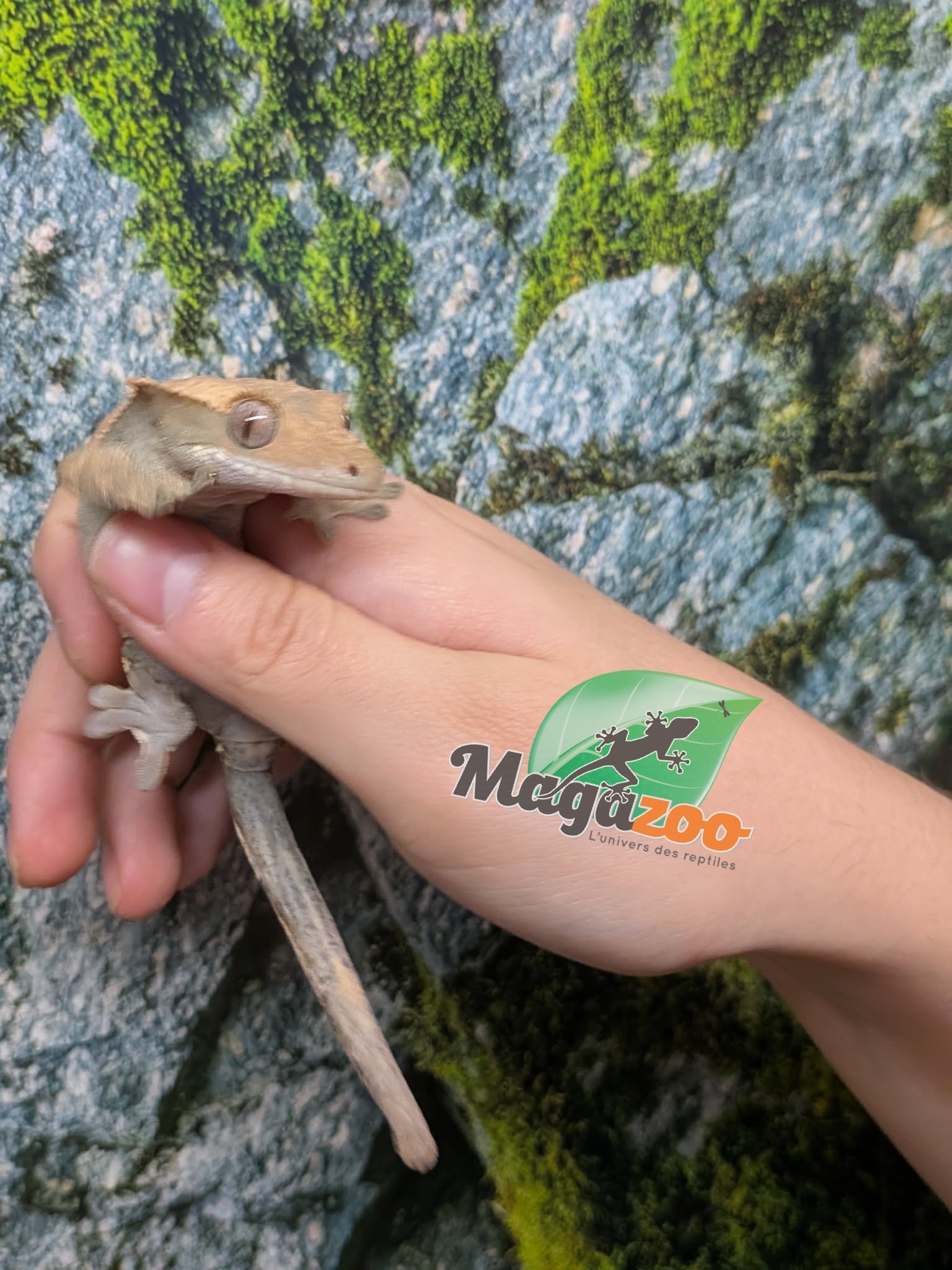 Magazoo Crested Gecko #2