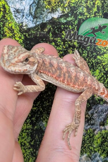 Magazoo 50% Red Monster Bearded dragon #2