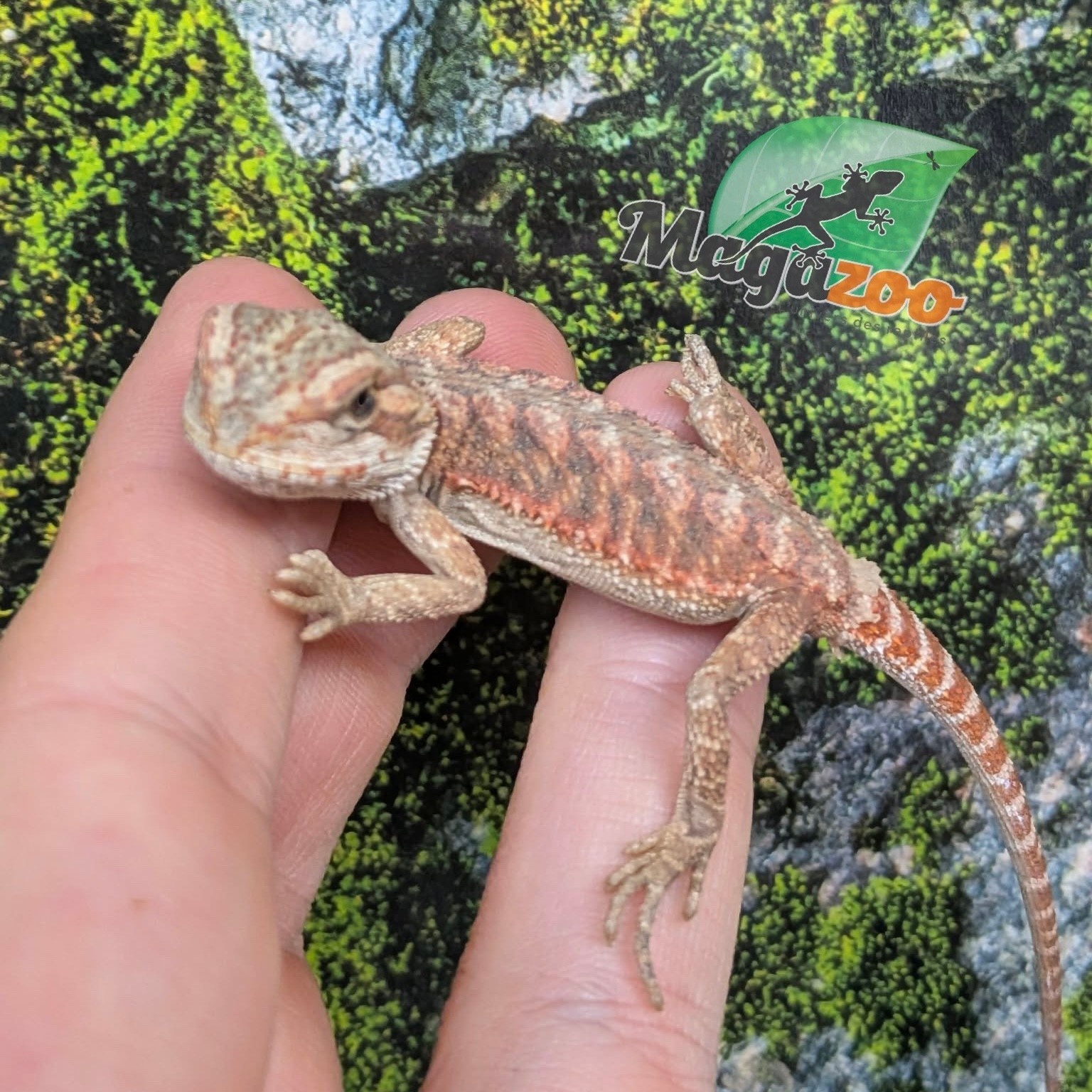 Magazoo 50% Red Monster Bearded dragon #2