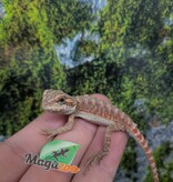 Magazoo Dragon barbu 50% Red Monster #2