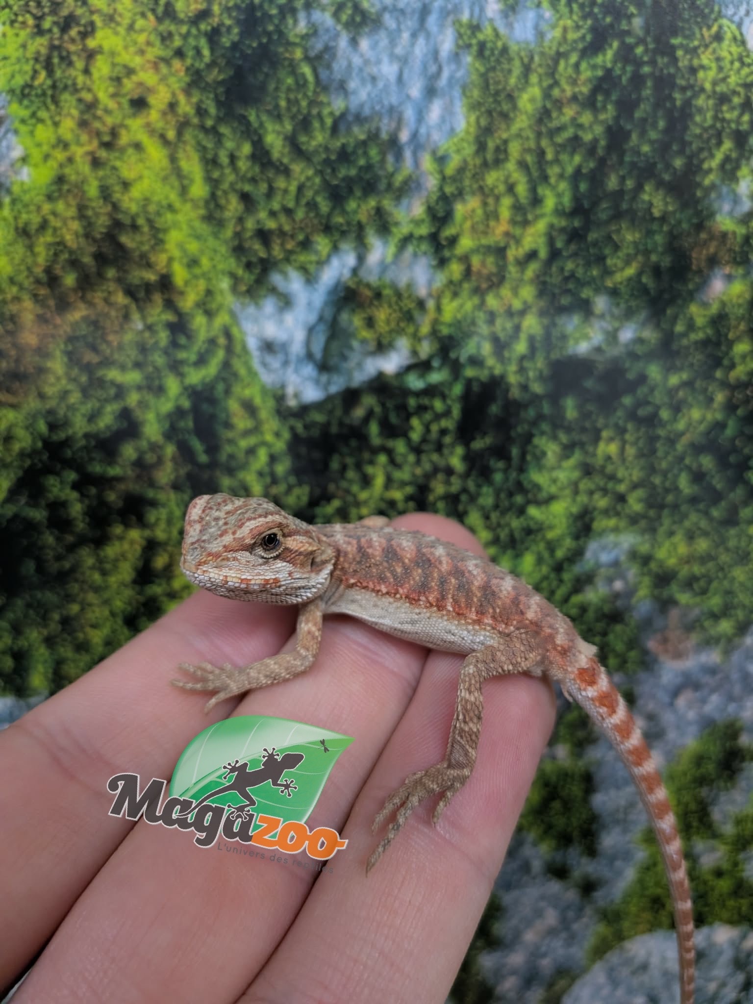 Magazoo 50% Red Monster Bearded dragon #2