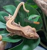 Magazoo Gecko à crête Lily White Bébé
