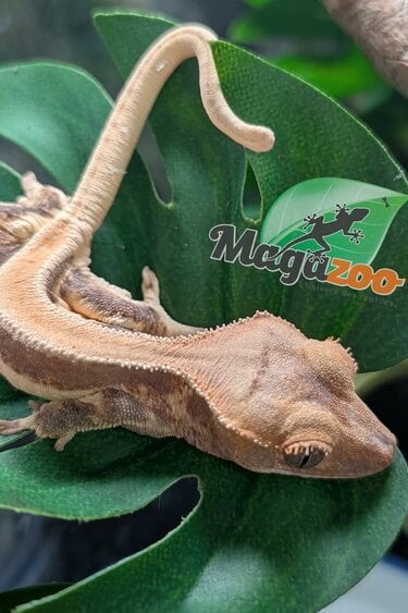 Magazoo Gecko à crête Lily White Bébé