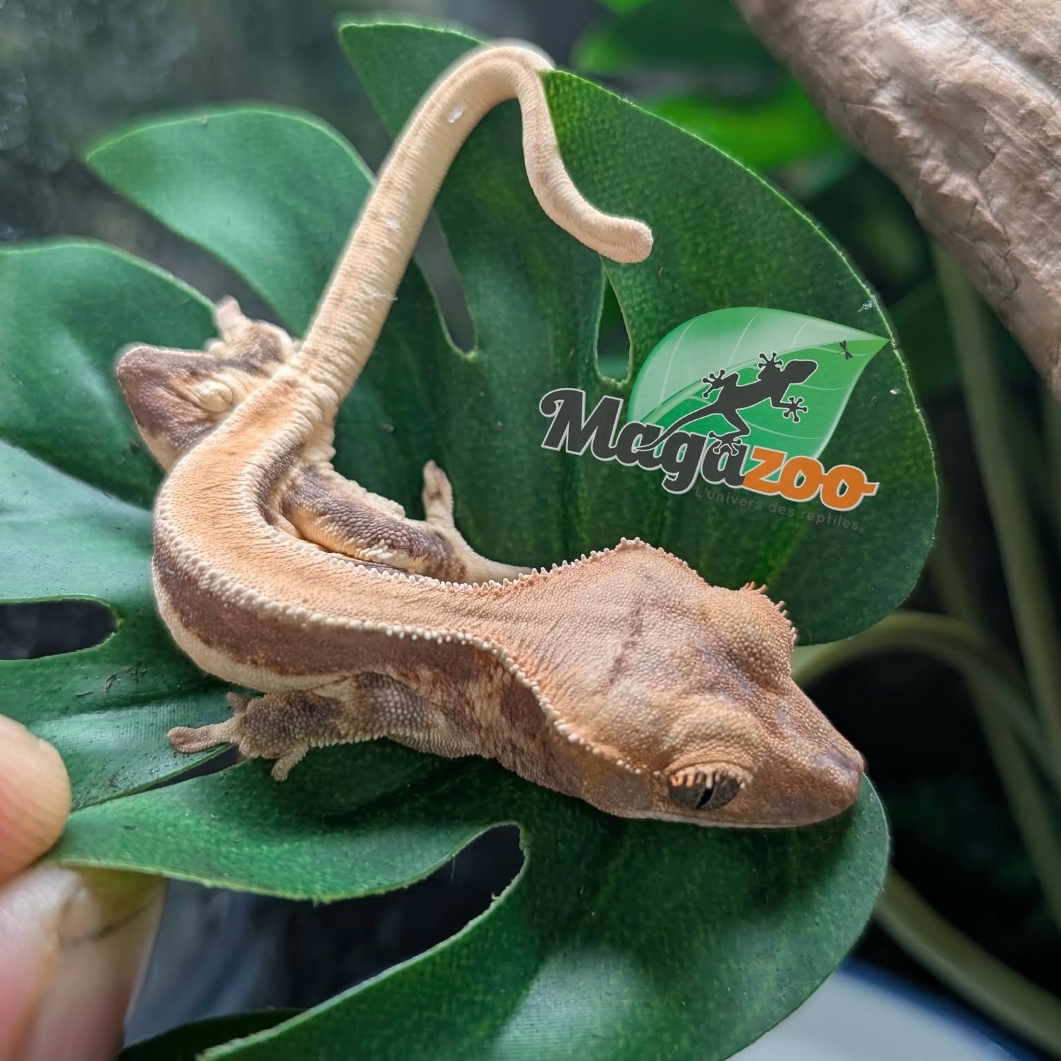 Magazoo Baby Lily White Crested gecko