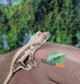 Magazoo Gecko à crête Lily White Bébé