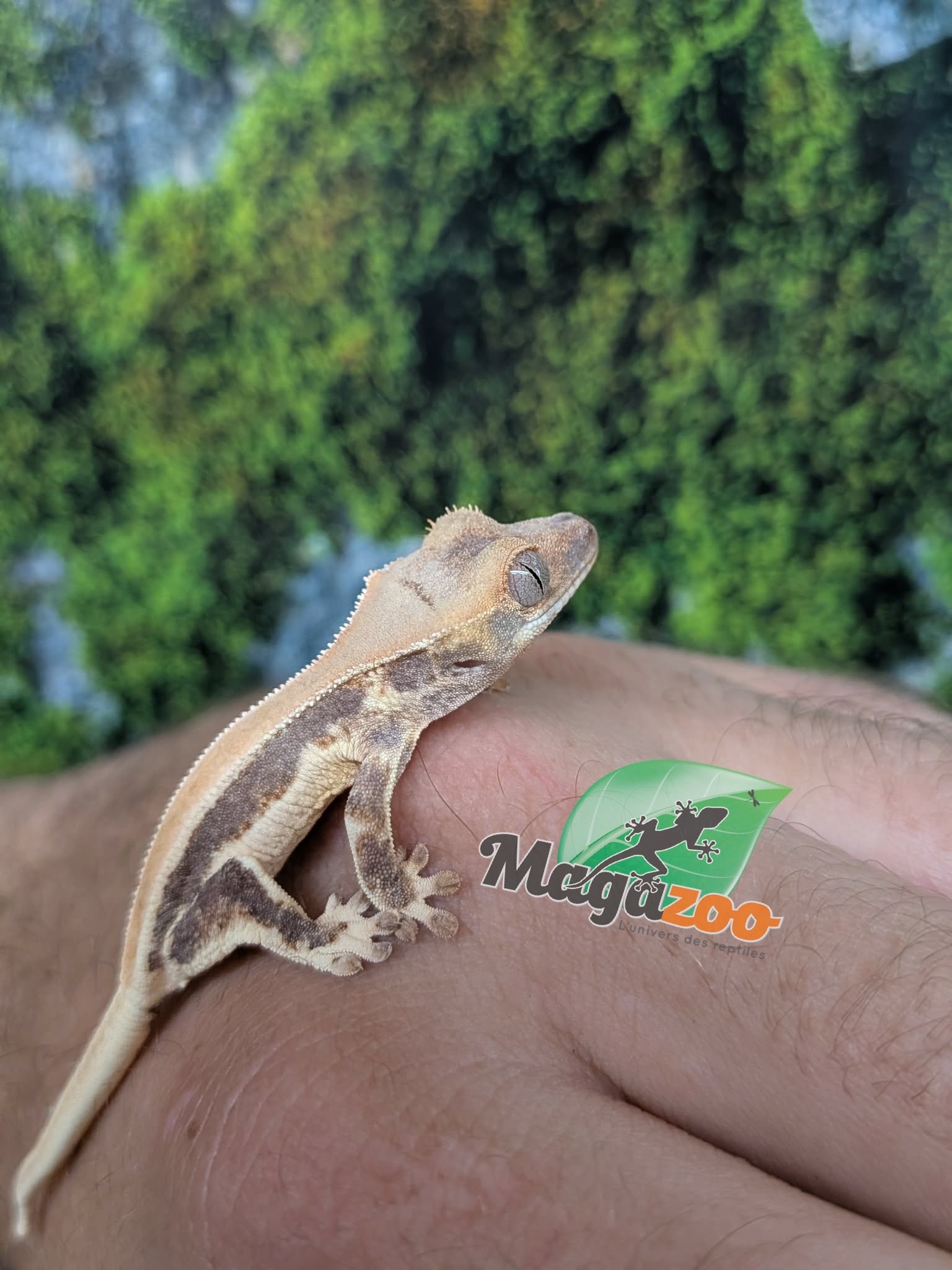 Magazoo Gecko à crête Lily White Bébé