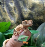 Magazoo Baby Lily White Crested gecko