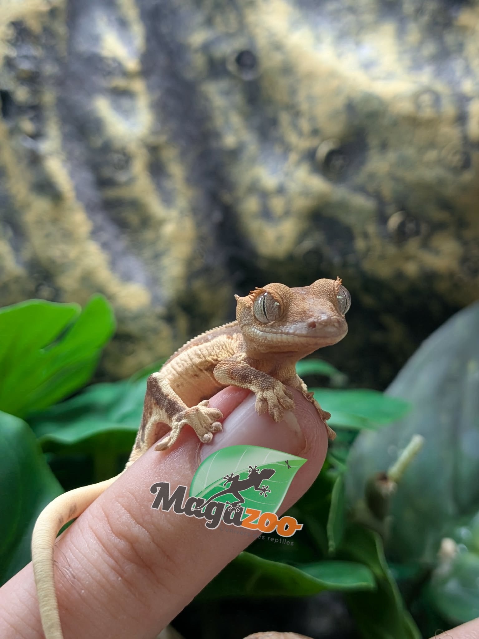 Magazoo Gecko à crête Lily White Bébé