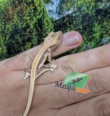 Magazoo Gecko à crête Lily White Bébé
