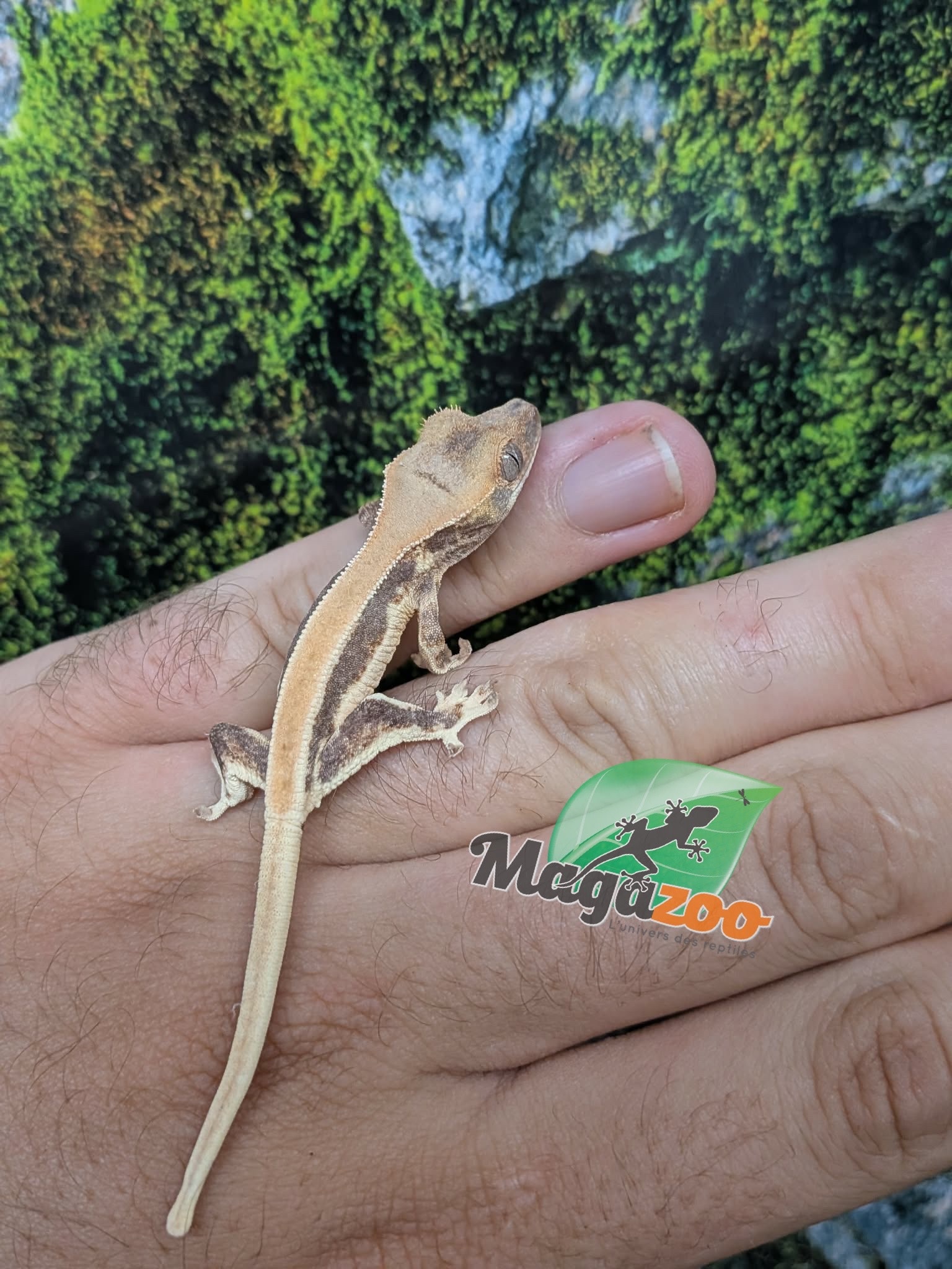 Magazoo Gecko à crête Lily White Bébé
