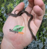 Magazoo African House Snake 06/17/26