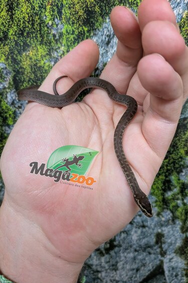 Magazoo African House Snake 06/17/26
