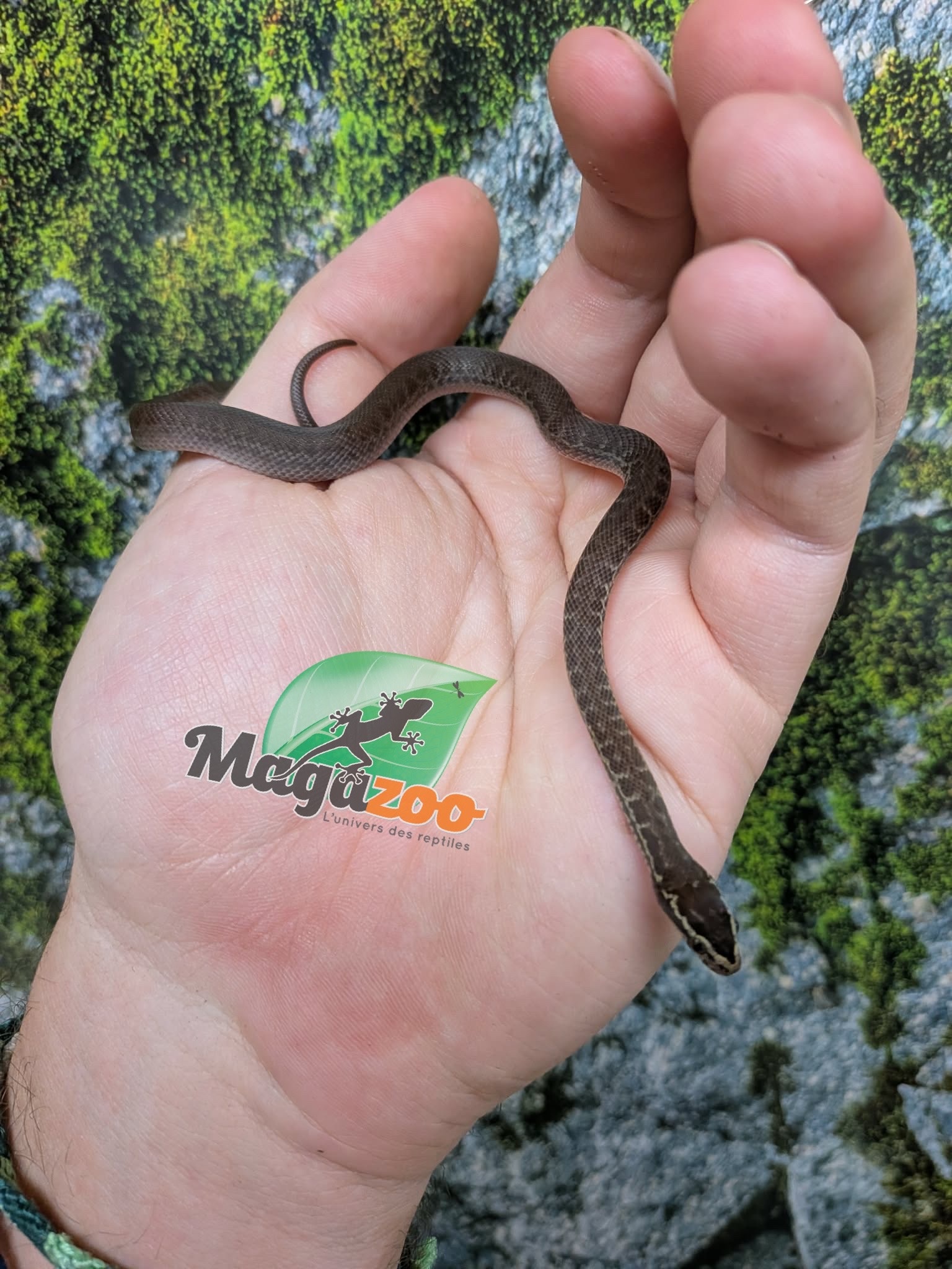 Magazoo African House Snake 06/17/26