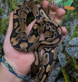 Magazoo Female Baby Enchi het. albino Ball Python