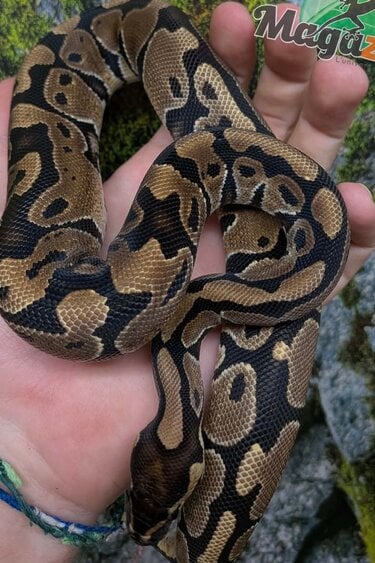 Magazoo Python royal Enchi het. albino Bébé Femelle