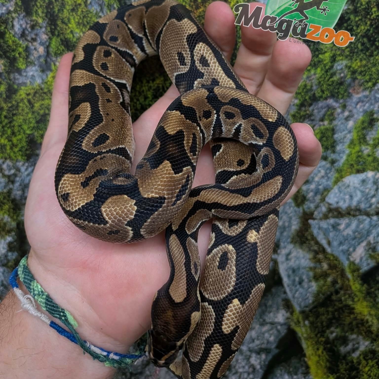 Magazoo Female Baby Enchi het. albino Ball Python
