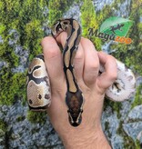 Magazoo Female Baby Enchi het. albino Ball Python