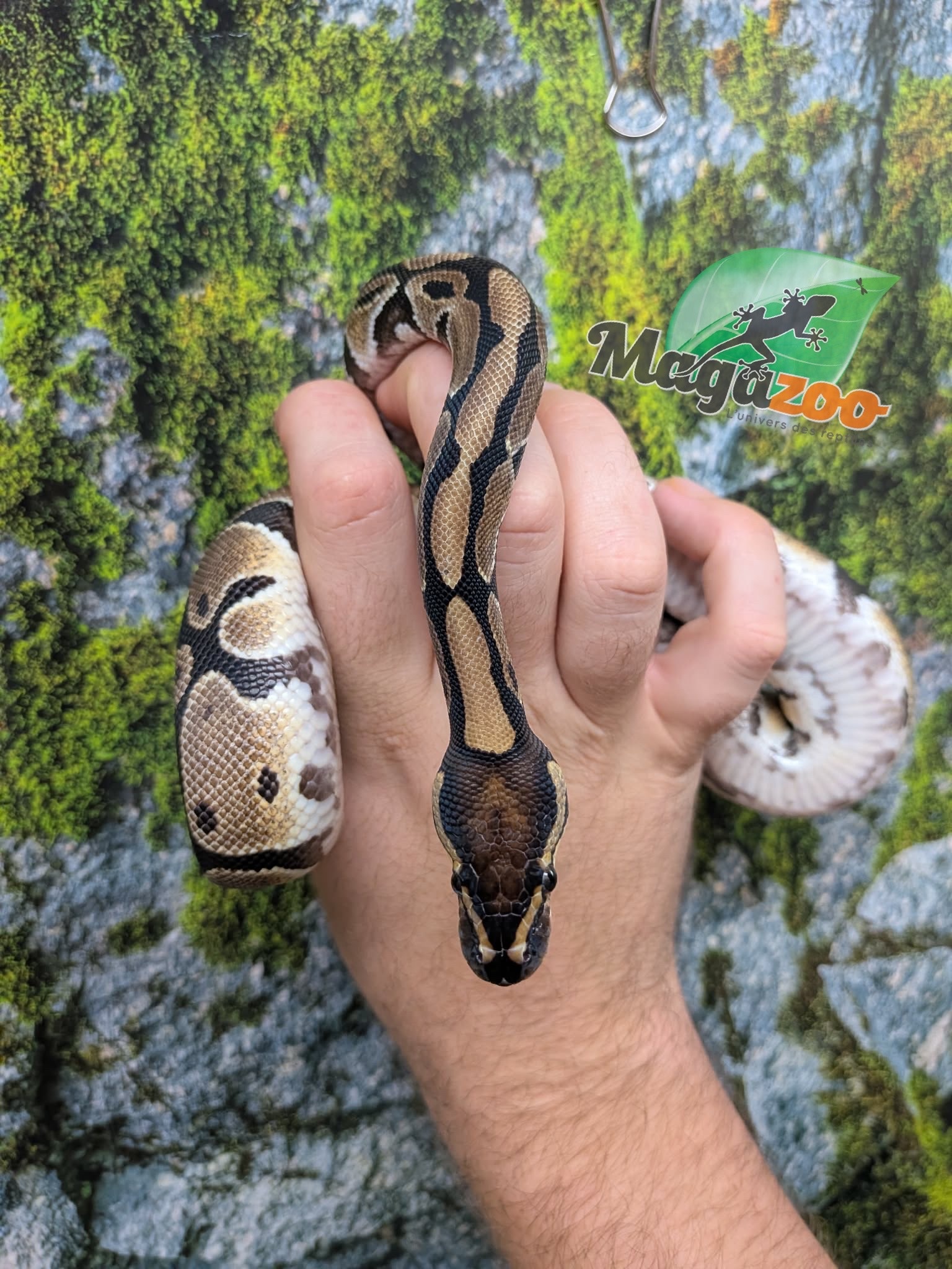 Magazoo Python royal Enchi het. albino Bébé Femelle