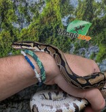 Magazoo Python royal Enchi het. albino Bébé Femelle