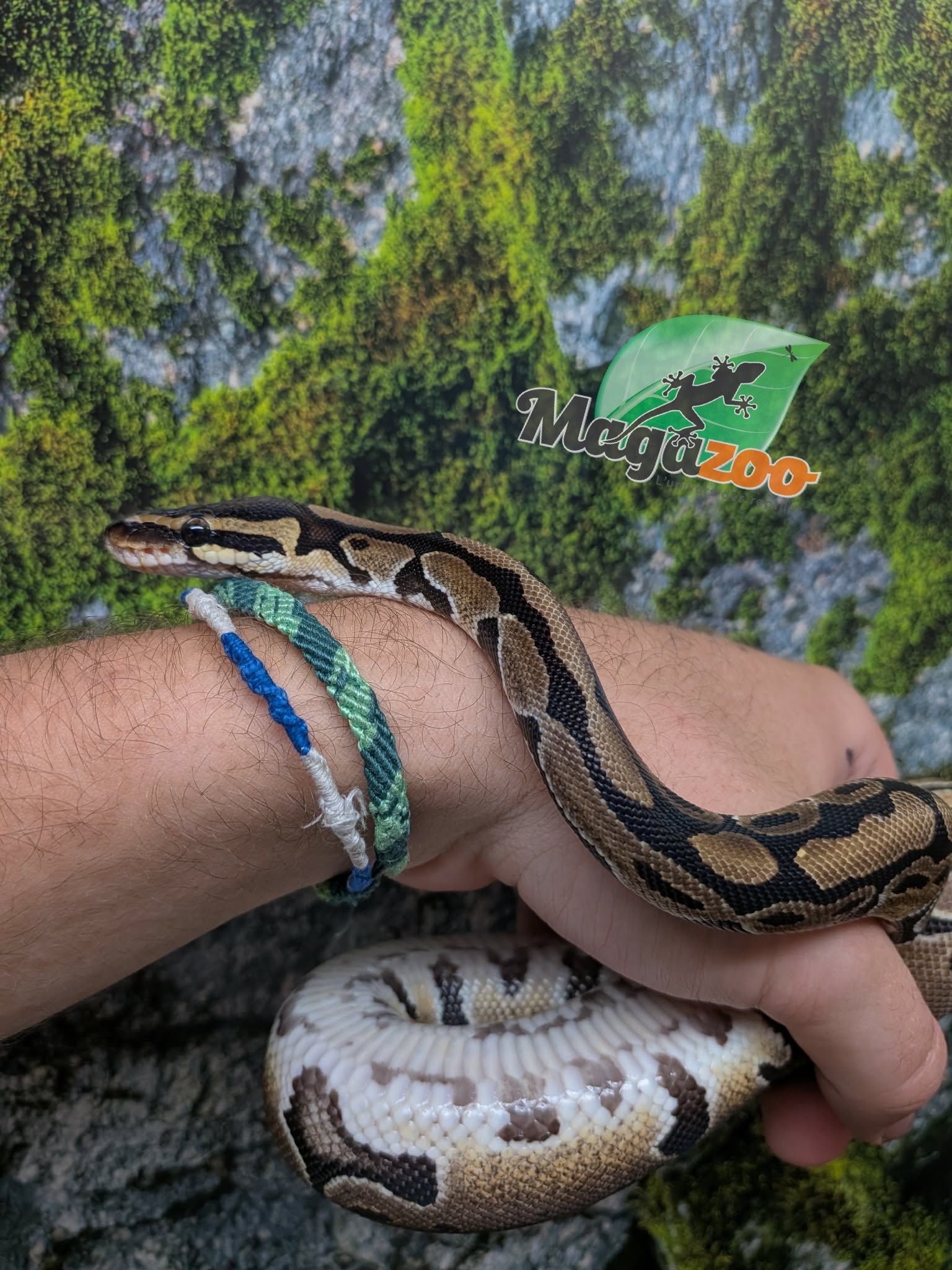 Magazoo Python royal Enchi het. albino Bébé Femelle
