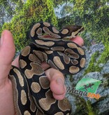Magazoo Python royal Bébé Femelle D.H. Clown Hypo
