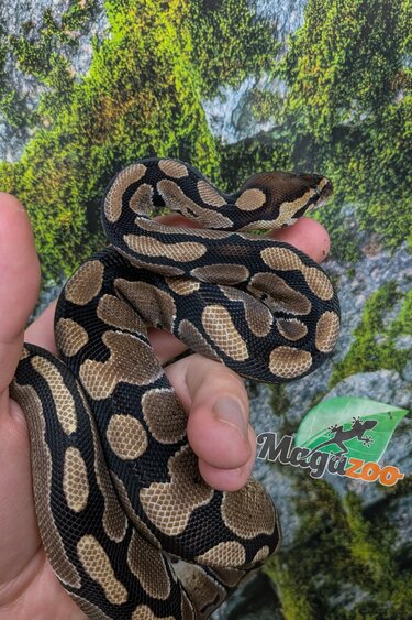 Magazoo Female Baby D.H. Clown Hypo Ball Python