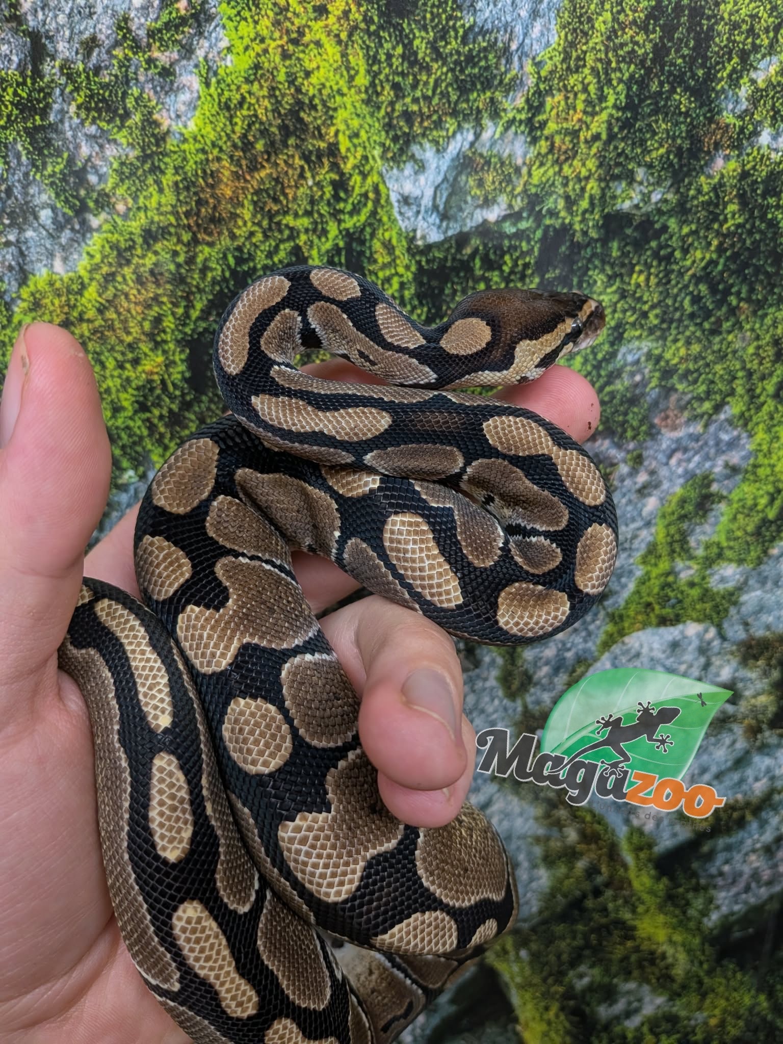 Magazoo Python royal Bébé Femelle D.H. Clown Hypo