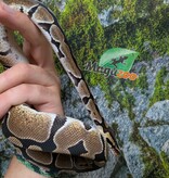 Magazoo Female Baby D.H. Clown Hypo Ball Python