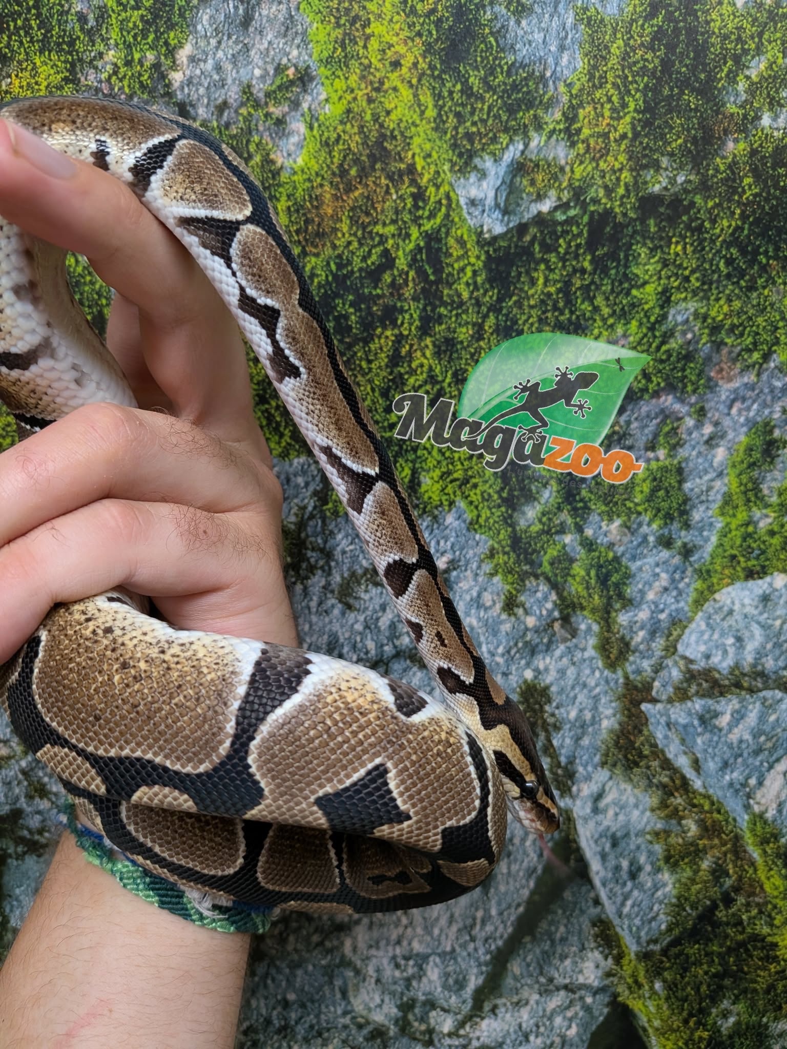 Magazoo Female Baby D.H. Clown Hypo Ball Python