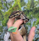 Magazoo Python royal Bébé Femelle D.H. Clown Hypo