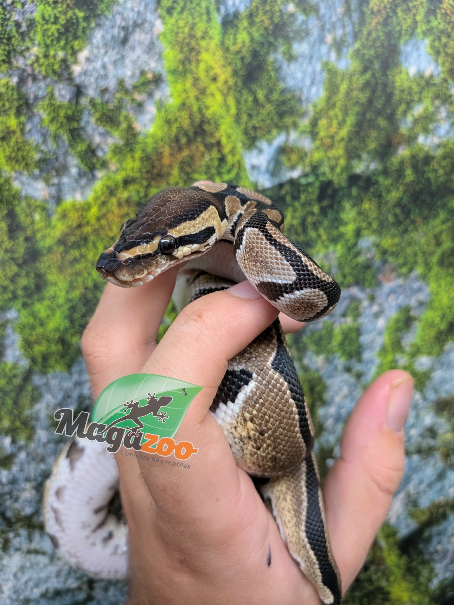 Magazoo Python royal Bébé Femelle D.H. Clown Hypo