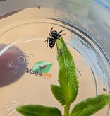 Magazoo Baby Jumping spider / Phiddipus regius (I3) White line