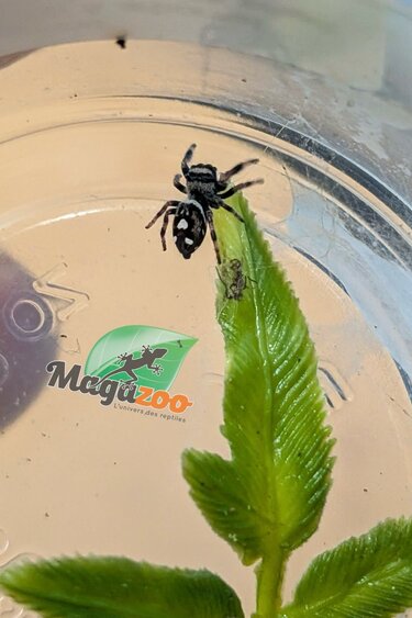 Magazoo Araignée sauteuse Bébé / Phiddipus regius (I3) White line