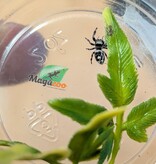 Magazoo Baby Jumping spider / Phiddipus regius (I3) White line
