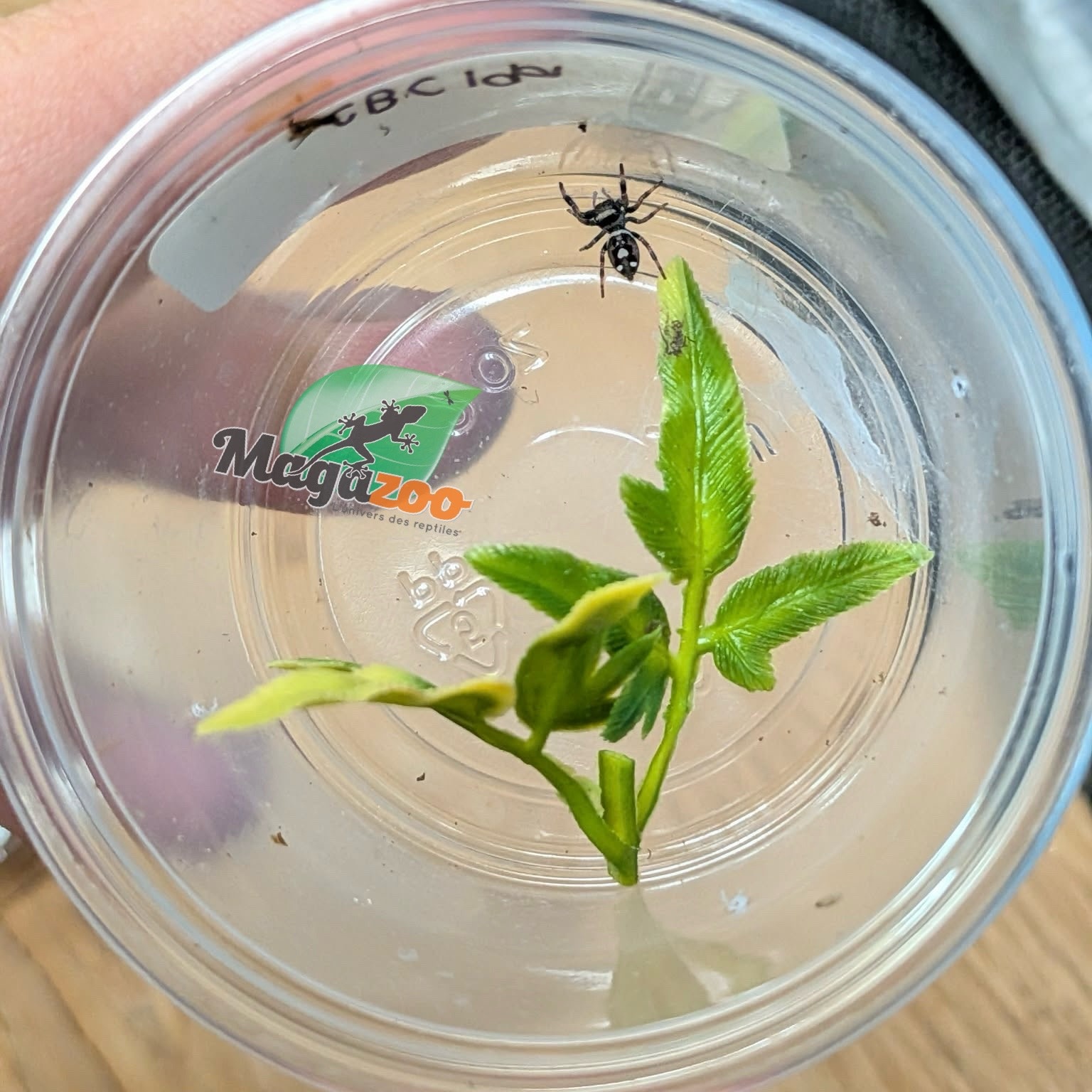 Magazoo Baby Jumping spider / Phiddipus regius (I3) White line
