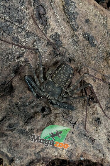 Magazoo Amblypyge (Damon sp.) Femelle