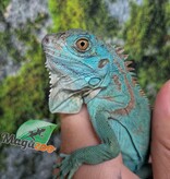 Magazoo Iguane Bleu Juvénile