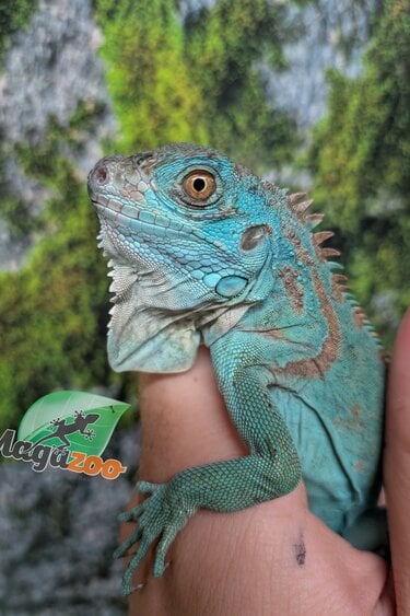 Magazoo Juvenile Blue Iguana