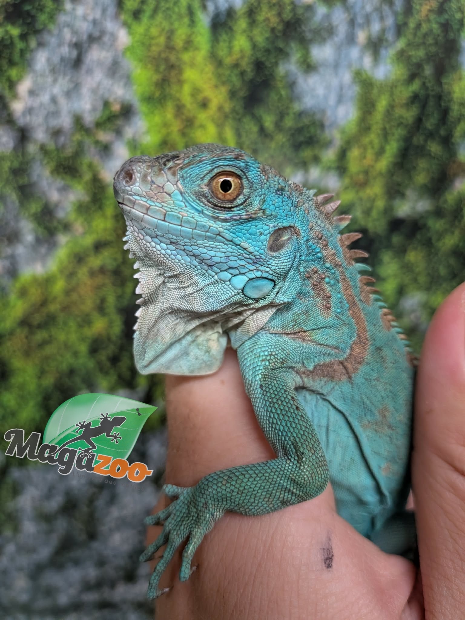 Magazoo Iguane Bleu Juvénile