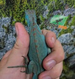 Magazoo Iguane Bleu Juvénile