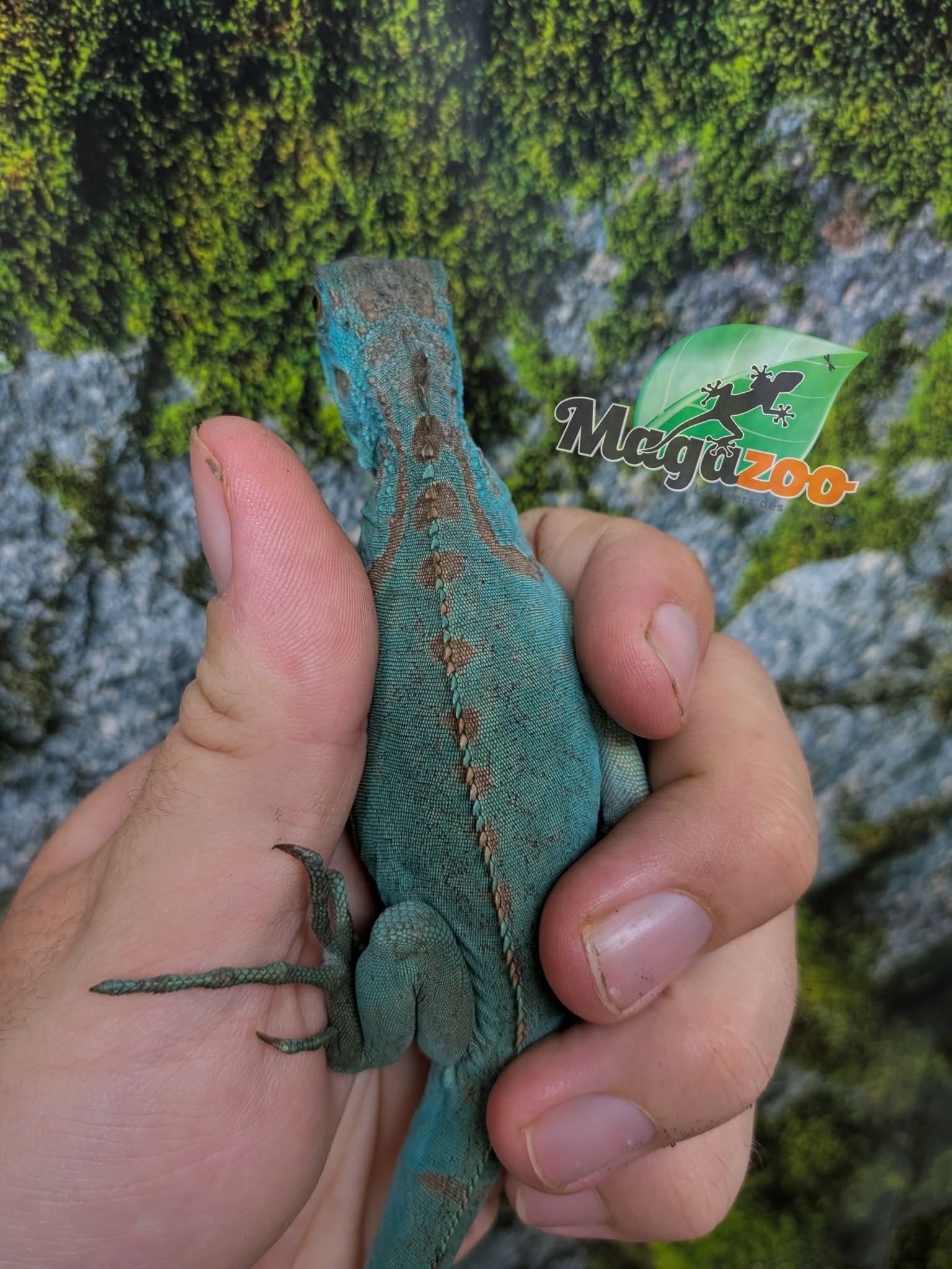 Magazoo Juvenile Blue Iguana
