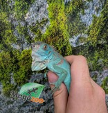 Magazoo Iguane Bleu Juvénile