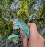 Magazoo Juvenile Blue Iguana