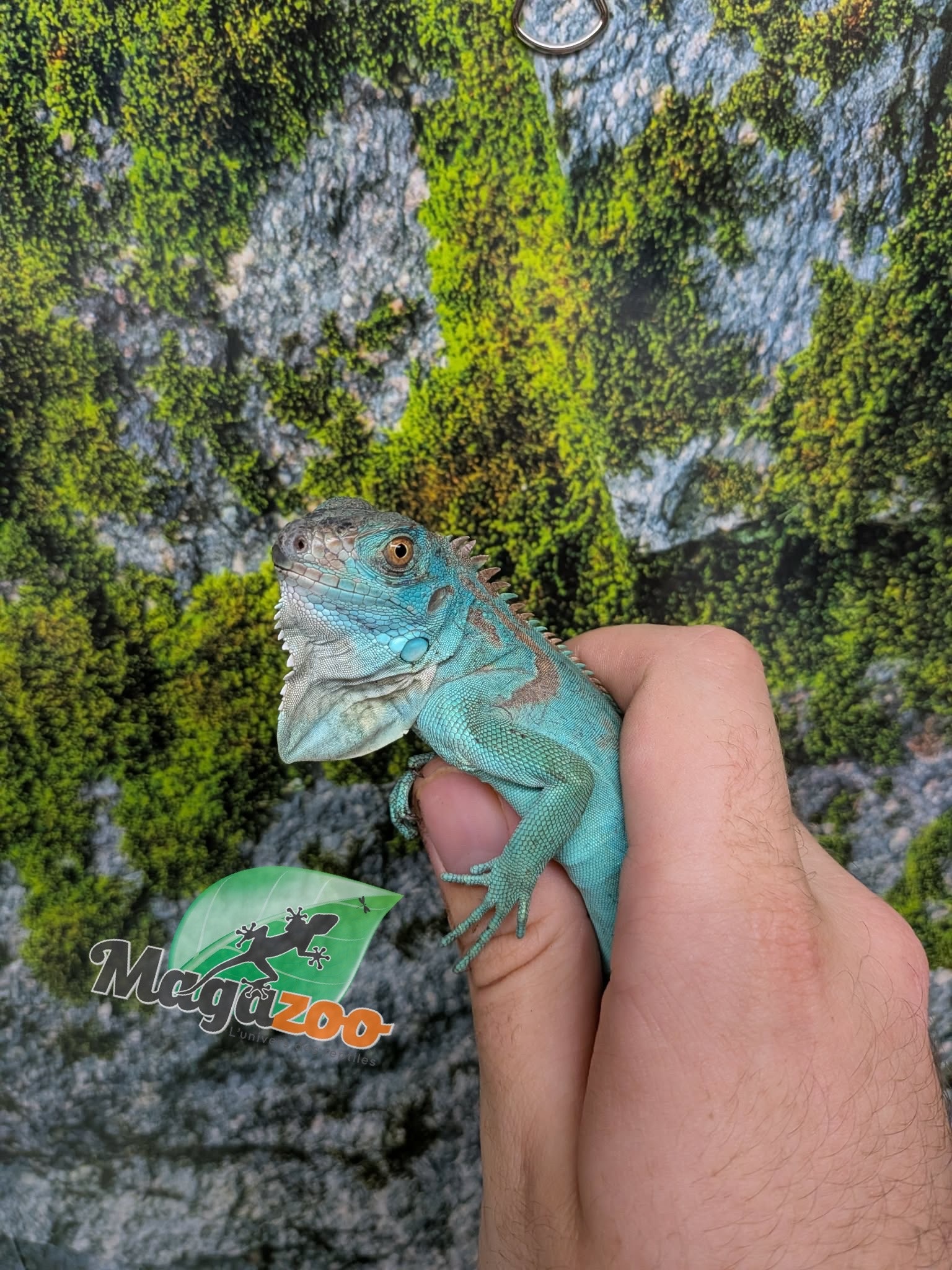 Magazoo Iguane Bleu Juvénile
