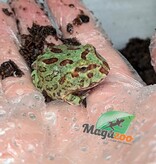 Magazoo Grenouille cornue d'Argentine (Pac Man) Menthe bleu