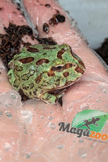 Magazoo Grenouille cornue d'Argentine (Pac Man) Menthe bleu