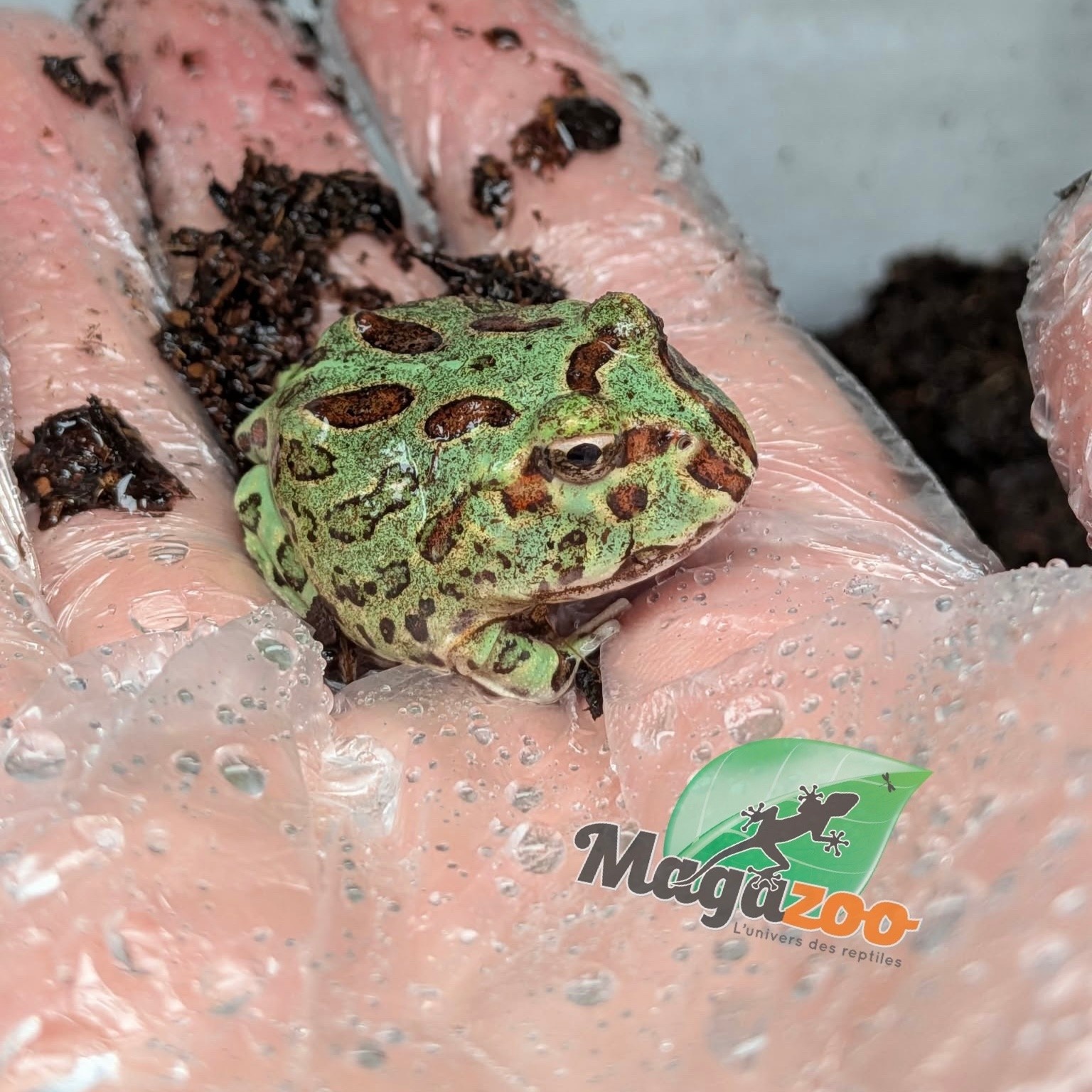 Magazoo Blue Mint Horned frog (Pac Man)