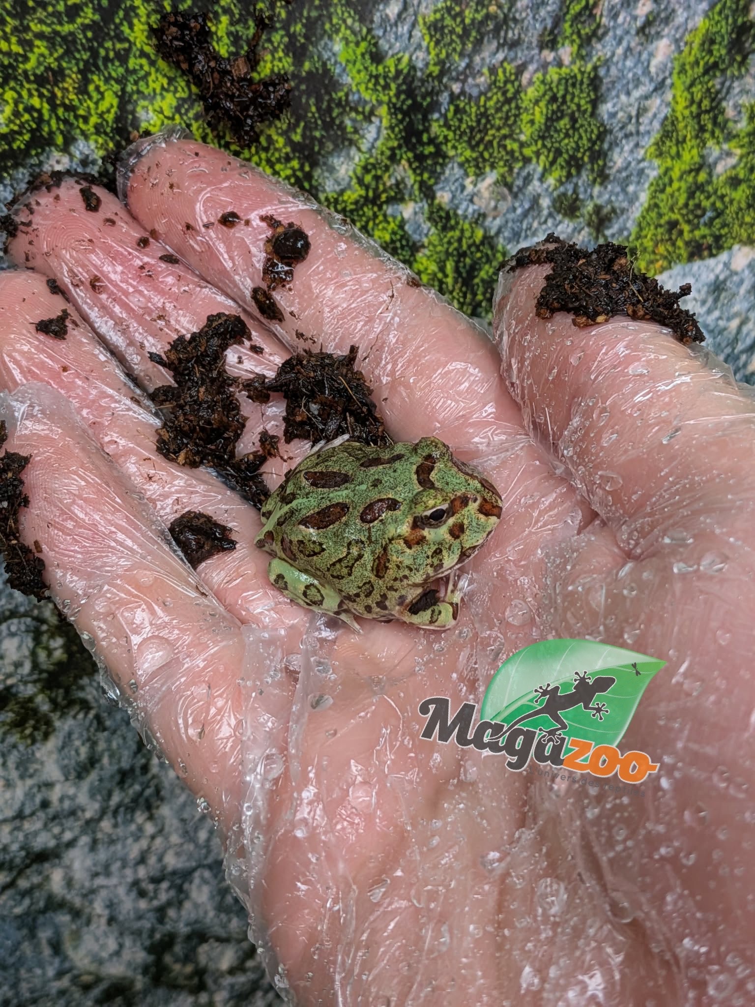 Magazoo Grenouille cornue d'Argentine (Pac Man) Menthe bleu
