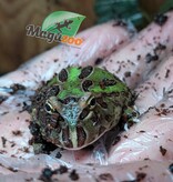 Magazoo Grenouille Cornue d'Argentine Verte (Pac Man)