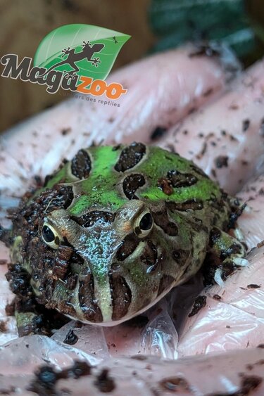Magazoo Grenouille Cornue d'Argentine Verte (Pac Man)